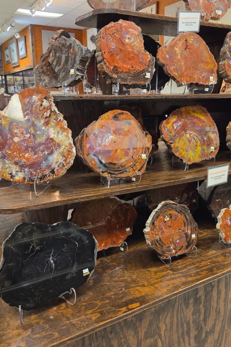 Petrified wood shop display